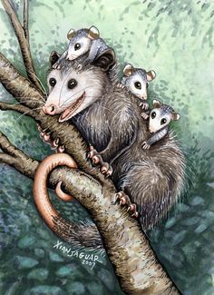 236x325 Opossum Art Animals - Possum Painting