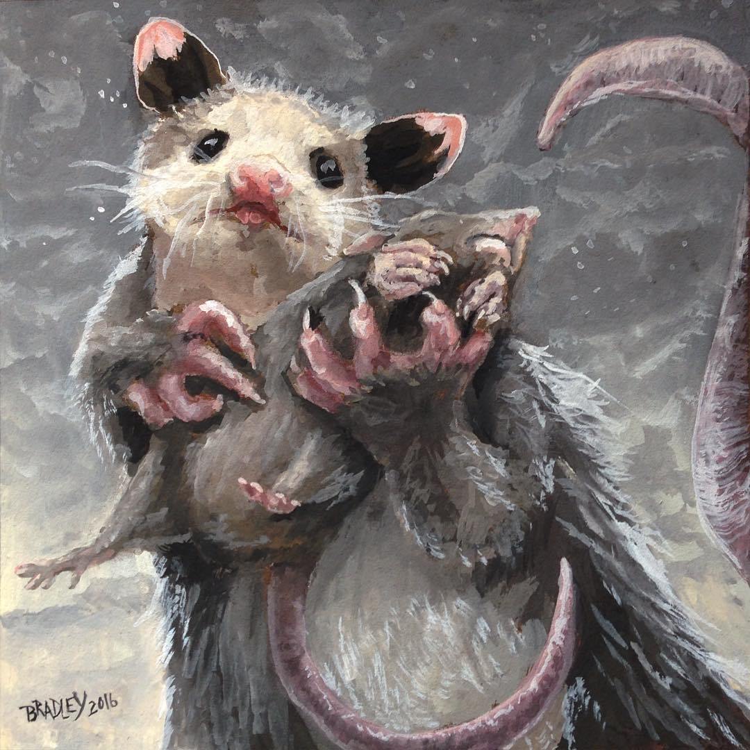 1080x1080 Possum Amp Rat Diane Bradley - Possum Painting
