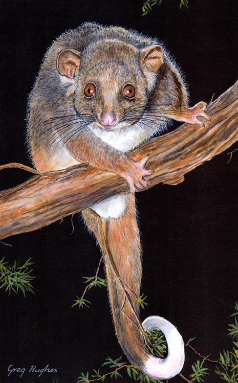 487x783 Ringtail Possum By Arrowfire - Possum Painting