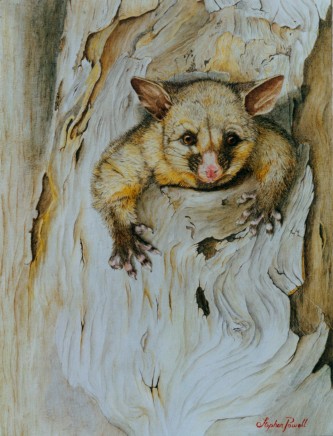 333x436 Stephen Powell Wildlife Artist Koala, Wombat, Kangaroo Joey - Possum Painting