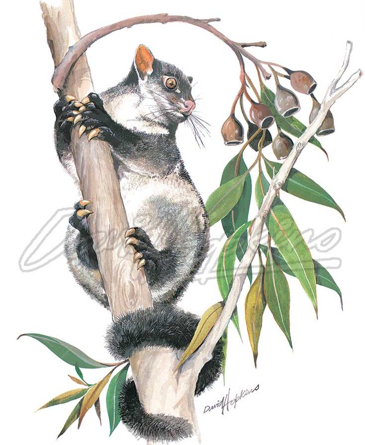 734x895 Watercolour Animal Art Print Brushtail Possum The Creative Brush - Possum Painting