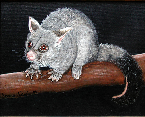 Possum Painting At Explore Collection Of Possum