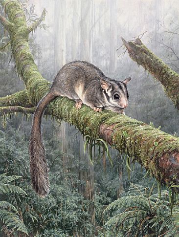 366x485 Leadbeater's Possum - Possum Painting
