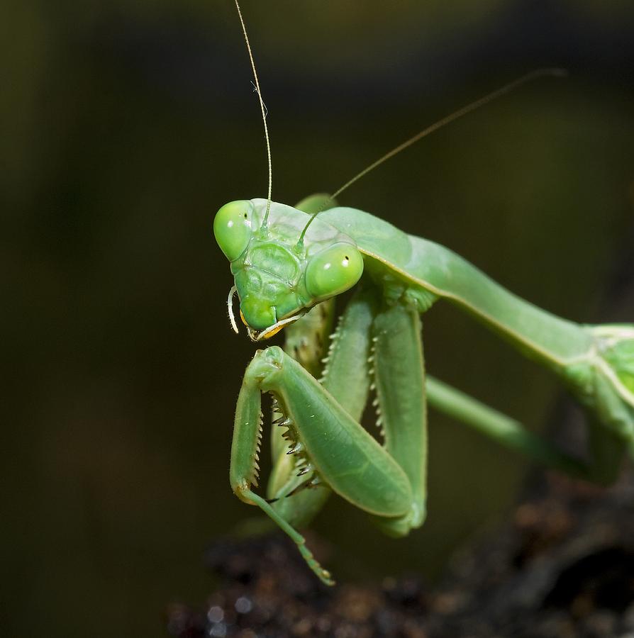 894x900 Close Up Of A Praying Mantis Photograph By Jack Goldfarb - Praying Mantis Painting