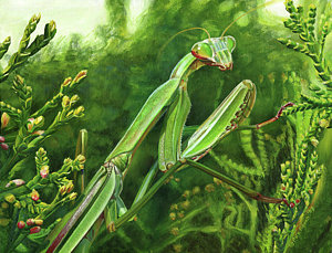 Praying Mantis Painting at PaintingValley.com | Explore collection of ...