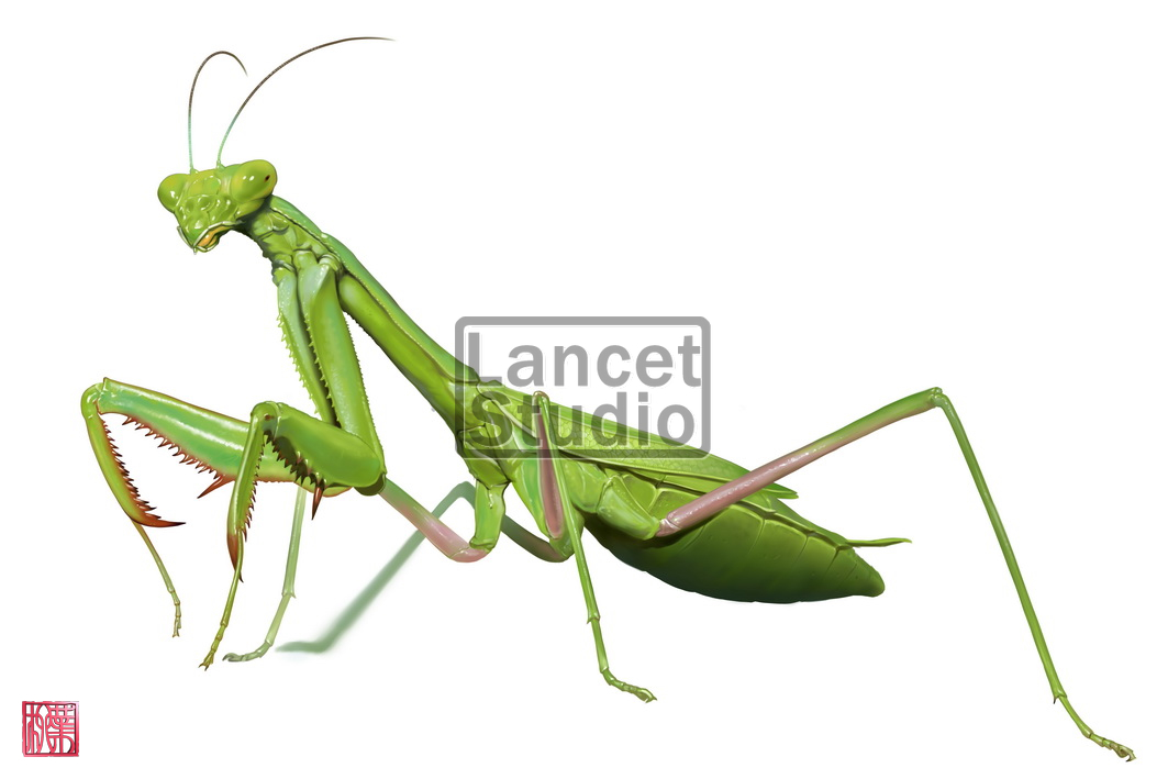 1063x709 Praying Mantis By Sakalyd - Praying Mantis Painting