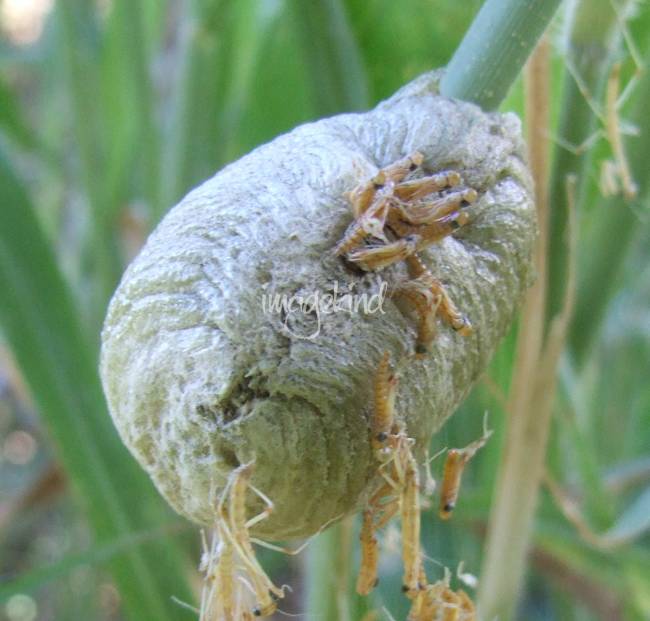 650x621 Praying Mantis Hatching From Nest By Goldencapture - Praying Mantis Painting