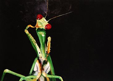 366x264 Praying Mantis Of Borneo - Praying Mantis Painting