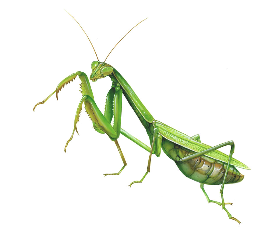 960x842 Praying Mantis - Praying Mantis Painting