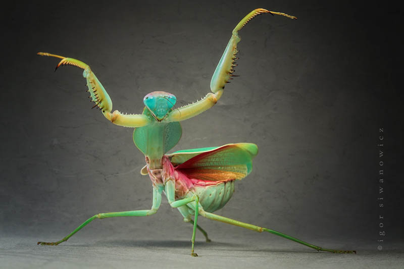 800x533 The Incredible Praying Mantis [25 Pics] - Praying Mantis Painting