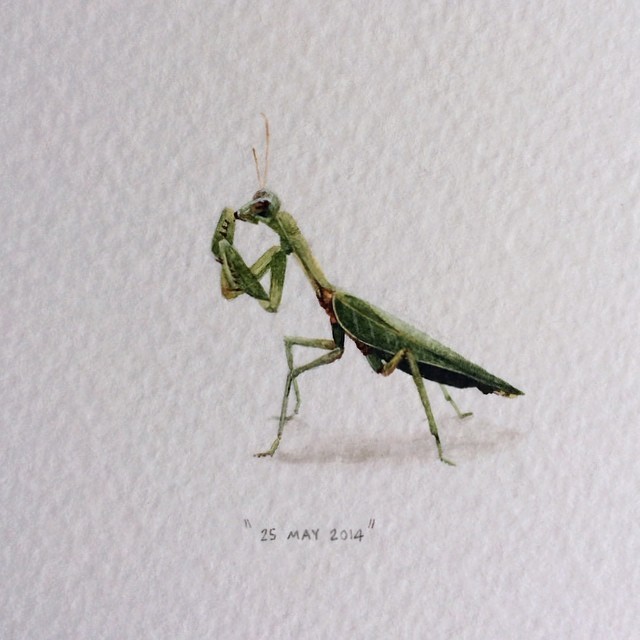 640x640 Paintings For Ants Day 145 Praying Mantis Mantis Religiosa - Praying Mantis Painting