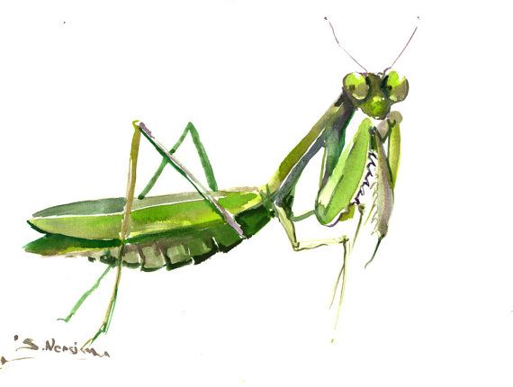 Praying Mantis Painting at PaintingValley.com | Explore collection of ...