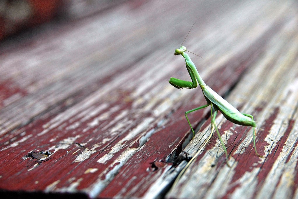 1023x682 Praying Mantis - Praying Mantis Painting