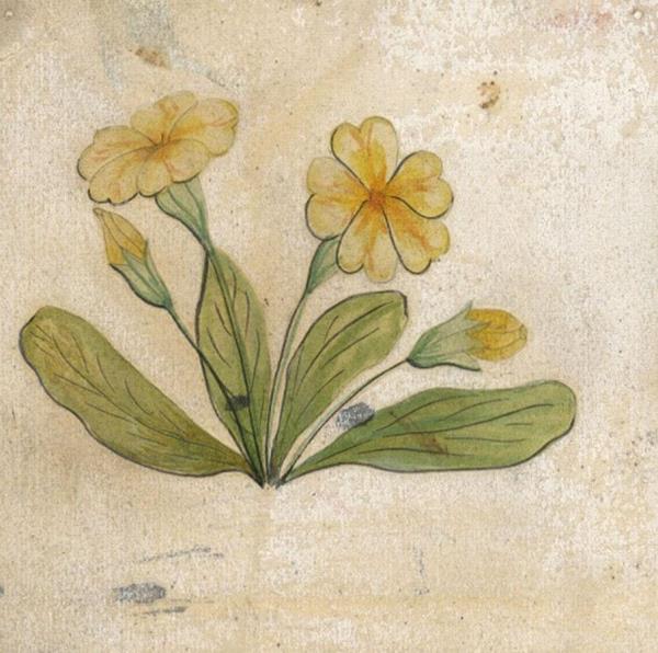 600x596 Primrose Flower Original Tile Design - Primrose Painting