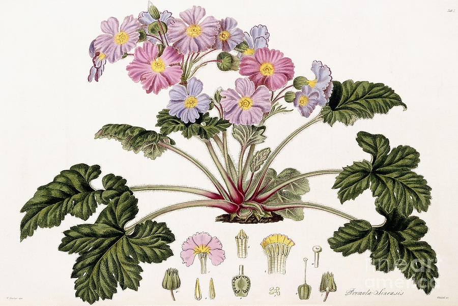 900x602 The Chinese Primrose Painting By William Hooker - Primrose Painting