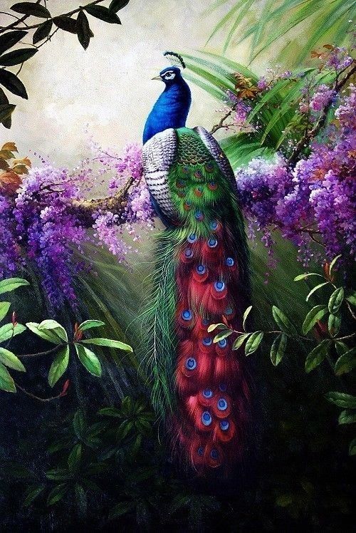 500x748 Hd Canvas Print Animals Peacock Oil Painting Printed On Canvas - Print Oil Painting
