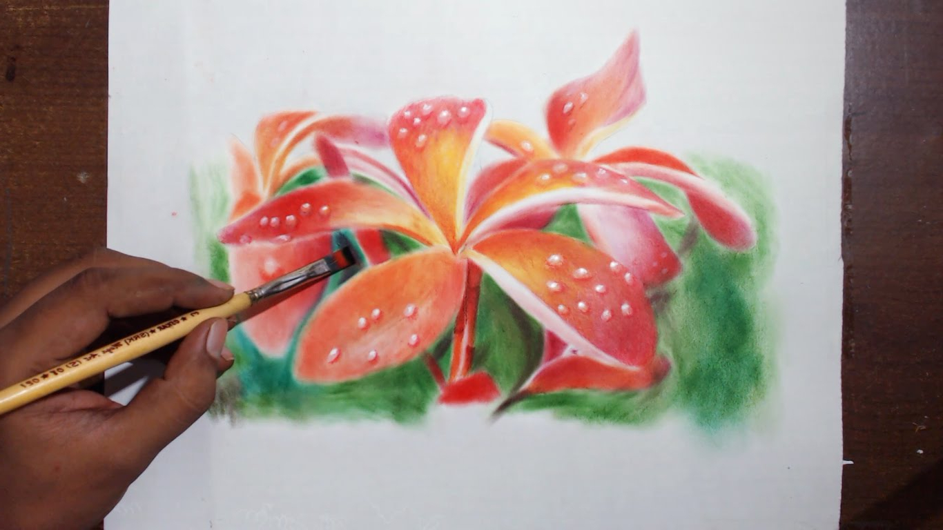 1366x768 Beautiful Colored Pencil Flowerspaintings Drawing Plumeria Flowers - Prismacolor Painting
