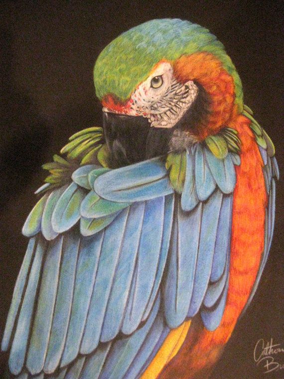 570x760 The 487 Best Pencil Drawings Images On Realistic - Prismacolor Painting