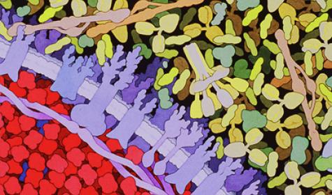 475x280 Structural Revolution Slideshow - Protein Painting