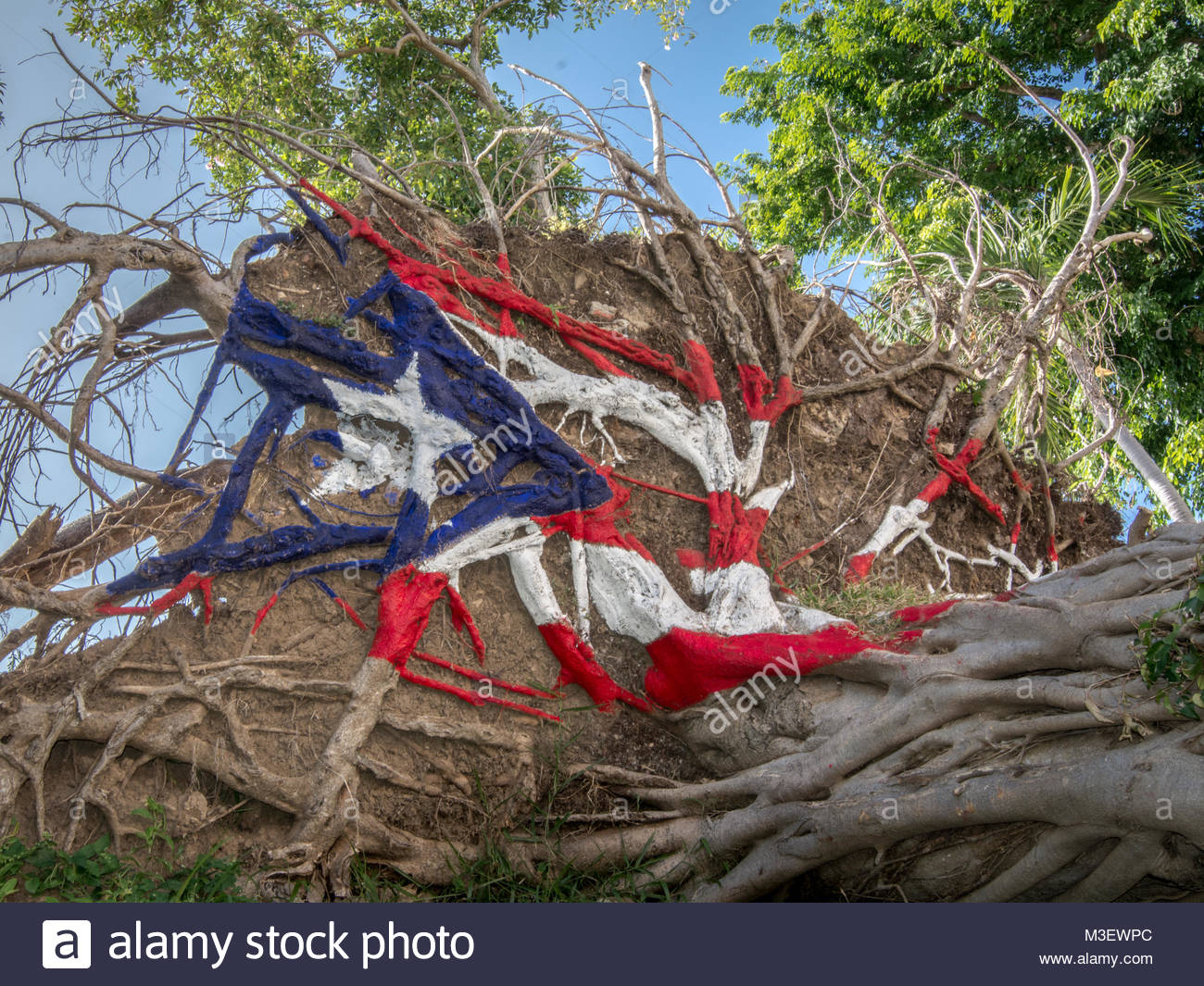 1300x1065 The Puerto Rican Flag Painted Over The Roots Of A Fallen Tree - Puerto Rican Flag Painting
