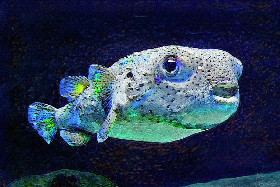 900x600 Ocean Fish Paintings Puffer Fish Digital Art - Puffer Fish Painting