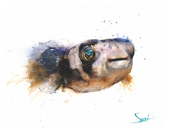 570x448 Puffer Painting Dogface Puffer Fish Watercolor Puffer - Puffer Fish Painting