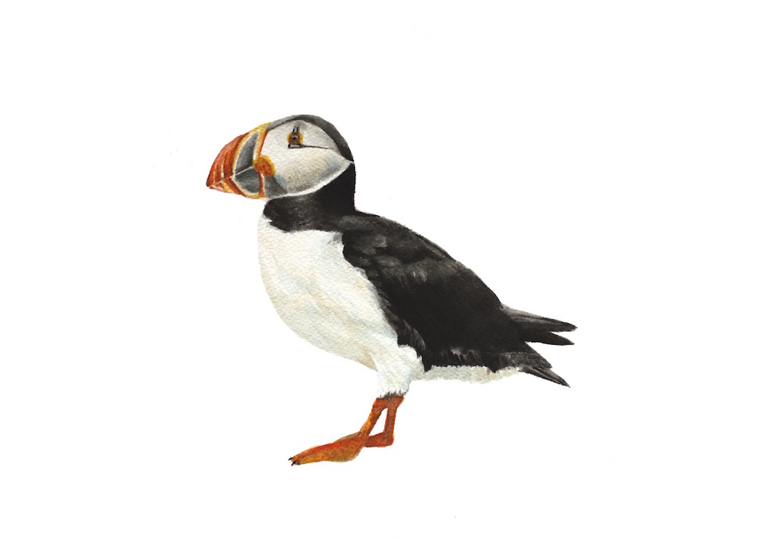 771x546 Perry (Puffin) Original Painting Knickerbocker Art Studios - Puffin Painting