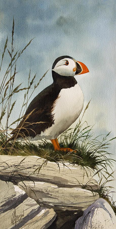 458x900 Puffin Painting - Puffin Painting