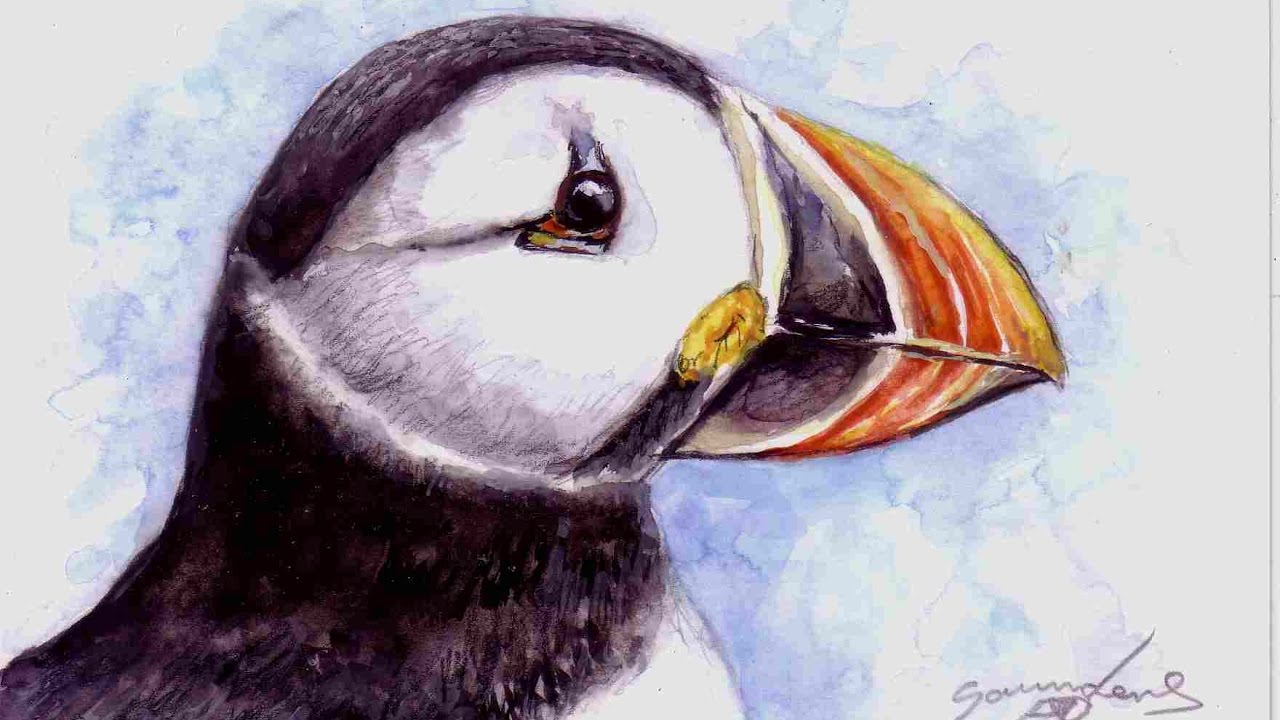 1280x720 Puffin Watercolour Speed Painting - Puffin Painting