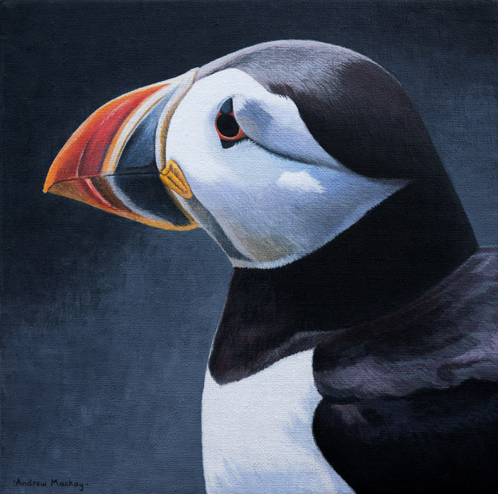 700x695 Bird Paintings, Original Wildlife Art By Andrew Mackay - Puffin Painting