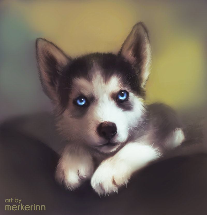 800x833 Husky Puppy - Puppy Painting