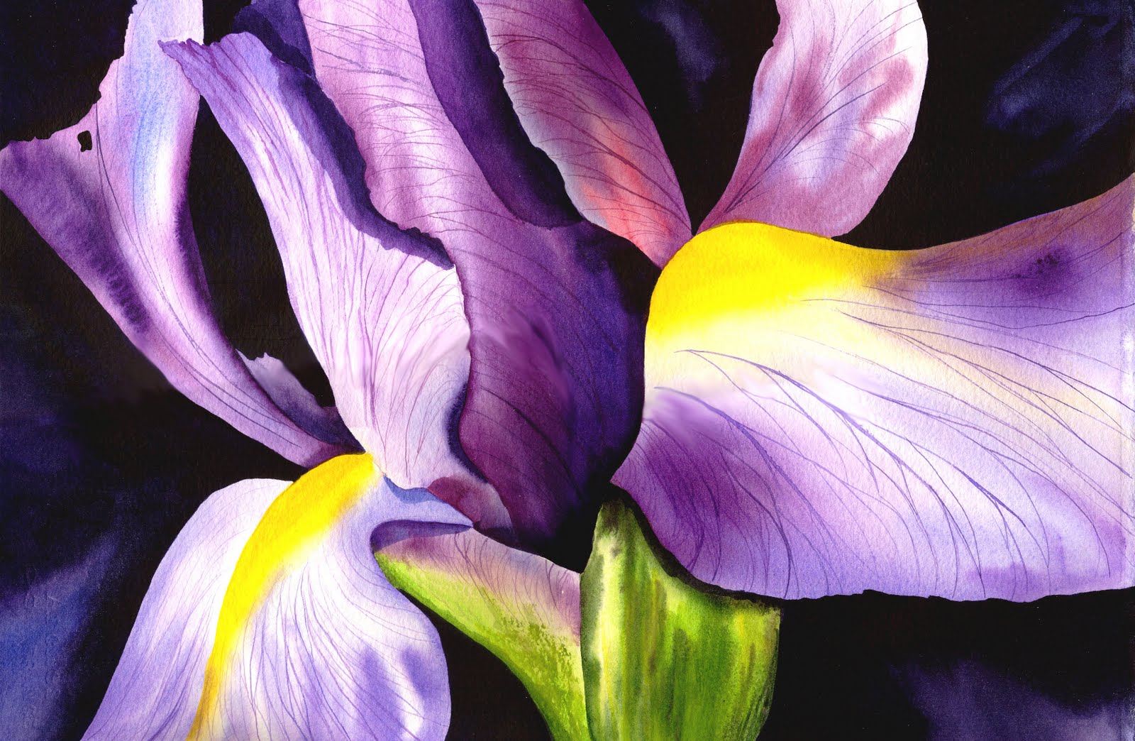 1600x1044 Paintings By Cathy Marberry Purple Iris - Purple Iris Painting