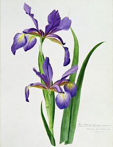 231x300 Purple Iris Paintings Fine Art America - Purple Iris Painting