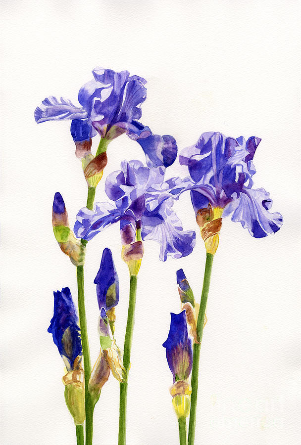 608x900 Three Purple Irises Painting By Sharon Freeman - Purple Iris Painting