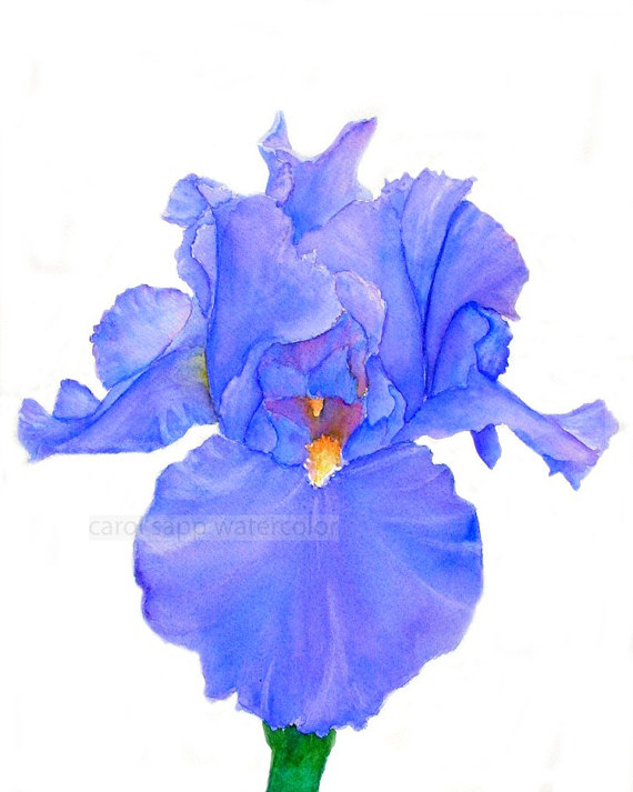 570x713 Iris Watercolor Iris Painting Purple Iris Painting Flower - Purple Iris Painting
