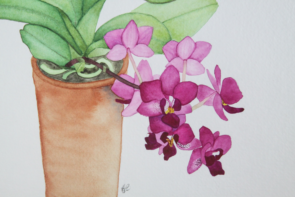 1000x667 Purple Orchid Watercolor Painting My Giant Strawberry - Purple Orchid Painting