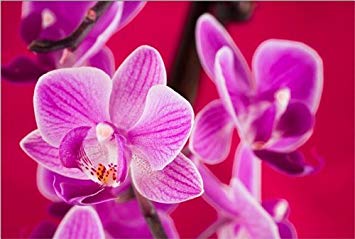 355x239 Startonight Canvas Wall Art Purple Orchid Soft - Purple Orchid Painting