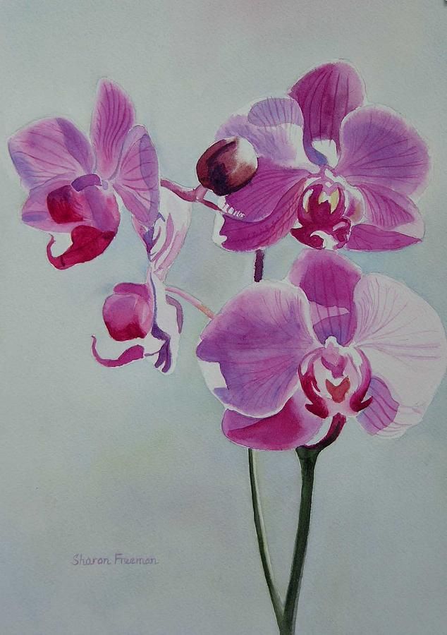 634x900 Violet Orchid By Sharon Freeman - Purple Orchid Painting