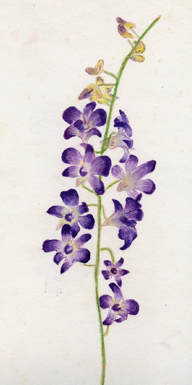 667x1335 Orchid Painting By Duckus - Purple Orchid Painting