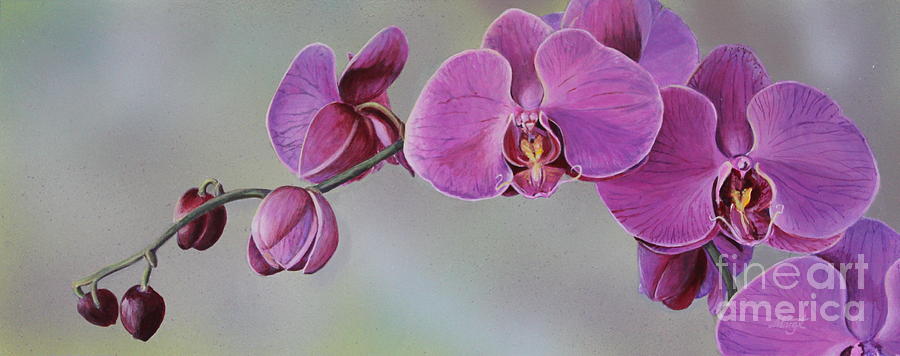 900x356 Kristin's Orchid Painting By Margit Sampogna - Purple Orchid Painting