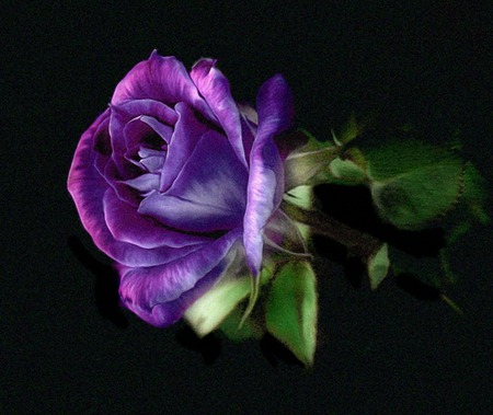 450x379 Purple Rose - Purple Rose Painting