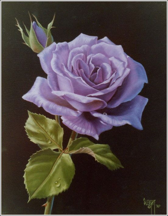 552x708 50 Best Erilised Taimed Images On Beautiful Flowers - Purple Rose Painting