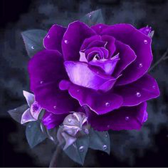 640x640 5d Diy Diamond Painting Flowers Purple Rose Diamond Painting - Purple Rose Painting