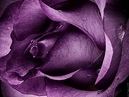 425x319 Canvas Prints - Purple Rose Painting