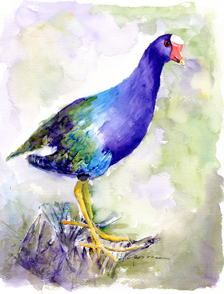 760x1000 Purple Gallinule Watercolor Painting - Purple Watercolor Painting