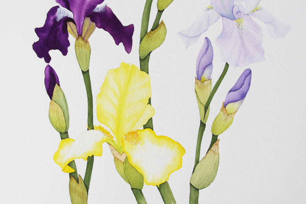 1000x667 Colorful Spring Iris Watercolor Painting My Giant Strawberry - Purple Watercolor Painting