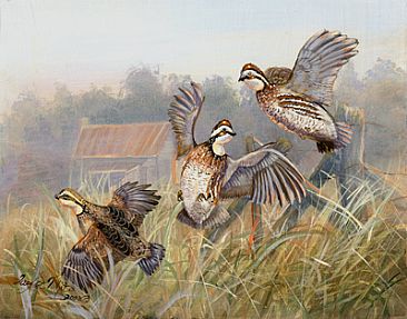 366x287 Flying Quail - Quail Painting