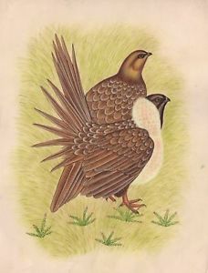228x300 Quail Bird Art Indian Handmade Wild Life Nature Miniature Ethnic - Quail Painting
