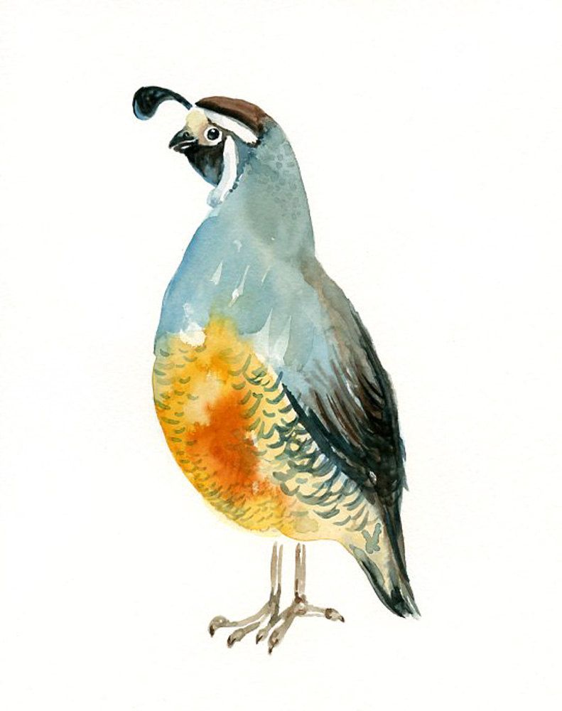 Quail Painting At PaintingValley Com Explore Collection Of Quail Painting   Quail Painting 3 