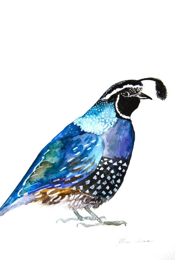 570x847 Watercolor Quail Painting, Original Art, Bird Painting, 9x12 - Quail Painting